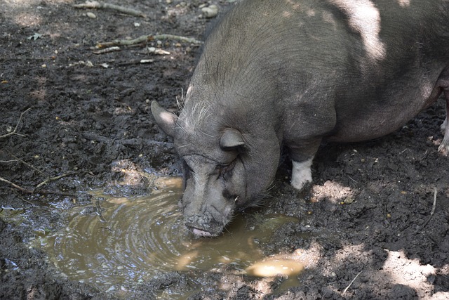 防守战！广东主场血拼广厦，谁是本场最大功臣？杜锋赛后怎么说.