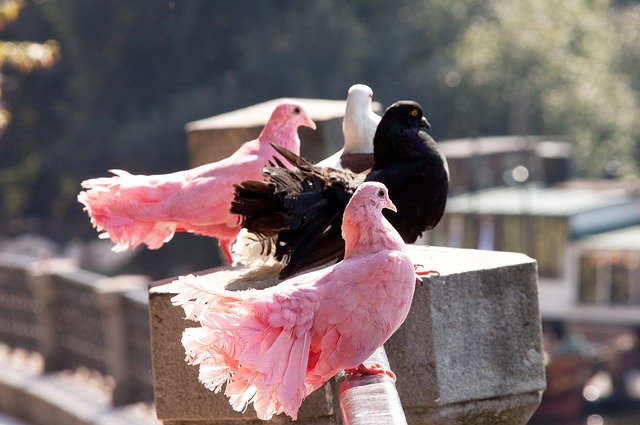 安东尼-戴维斯关键表现帮助独行侠客场险胜公牛.